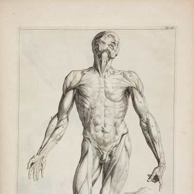 Poster - outline of human anatomy